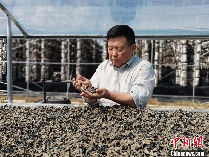 八旬“蘑菇院士”李玉:“食用菌强国梦”近了 八旬“蘑菇院士”李玉:“食用菌强国梦”近了