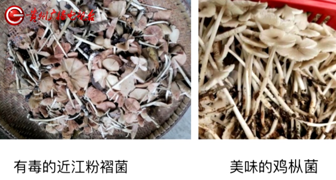 近期贵州大量上市！坊间流传的鉴别方法靠谱吗？警惕，一旦误食可致命...