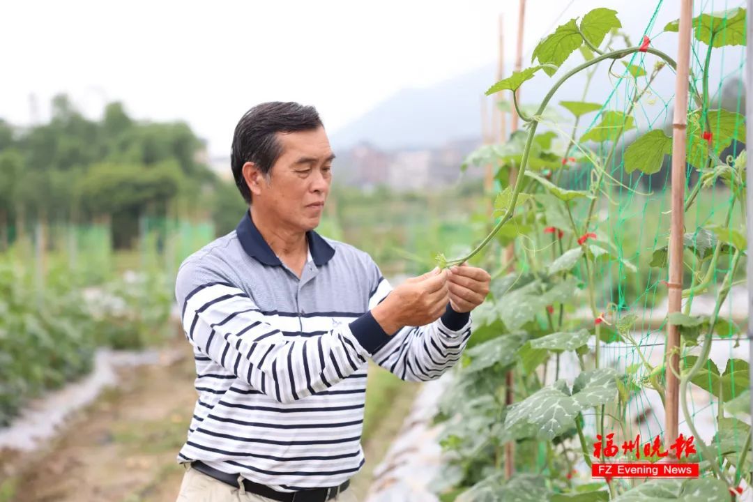 就在福州!英语老师跨界种地!如今…… 就在福州!英语老师跨界种地!如今……