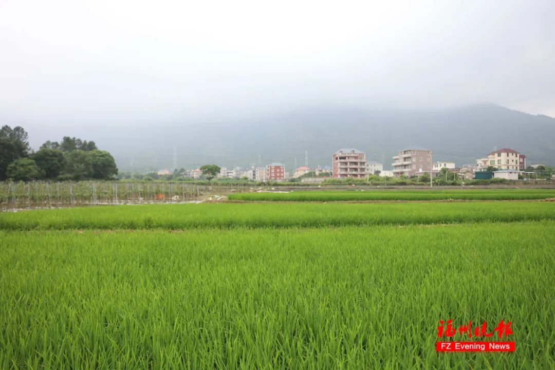就在福州!英语老师跨界种地!如今…… 就在福州!英语老师跨界种地!如今……