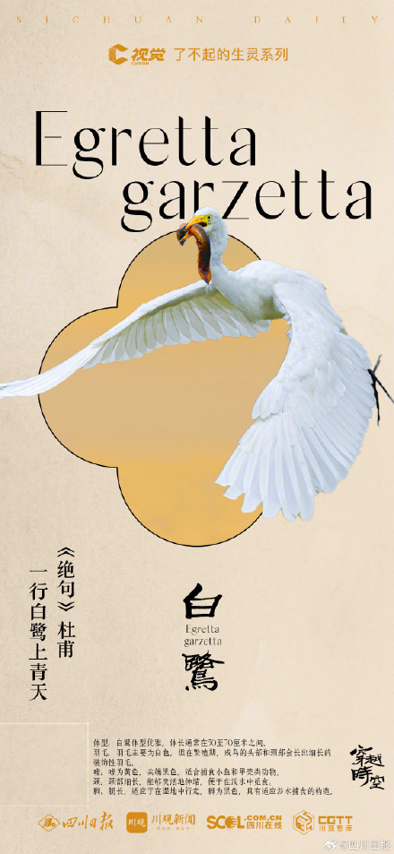 穿越时空！看古典诗词里的四川飞鸟