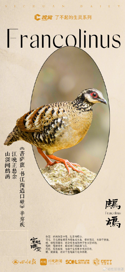 穿越时空！看古典诗词里的四川飞鸟