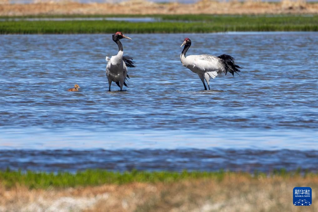 羌塘草原孕育“新希望” 羌塘草原孕育“新希望”