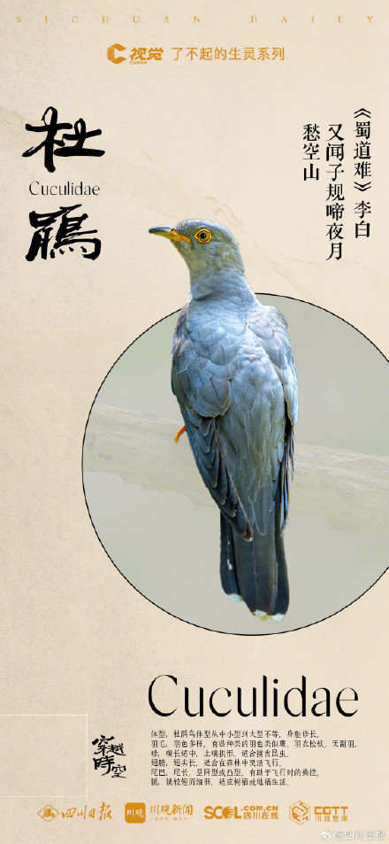 穿越时空！看古典诗词里的四川飞鸟