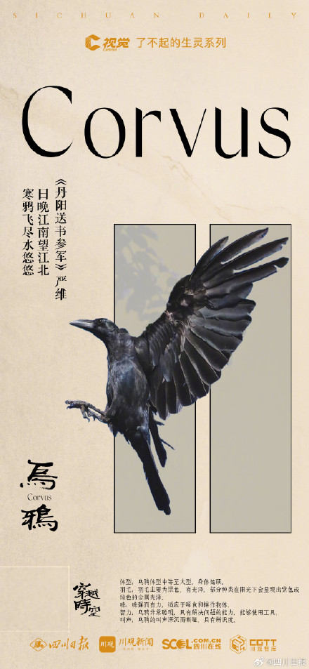 穿越时空！看古典诗词里的四川飞鸟