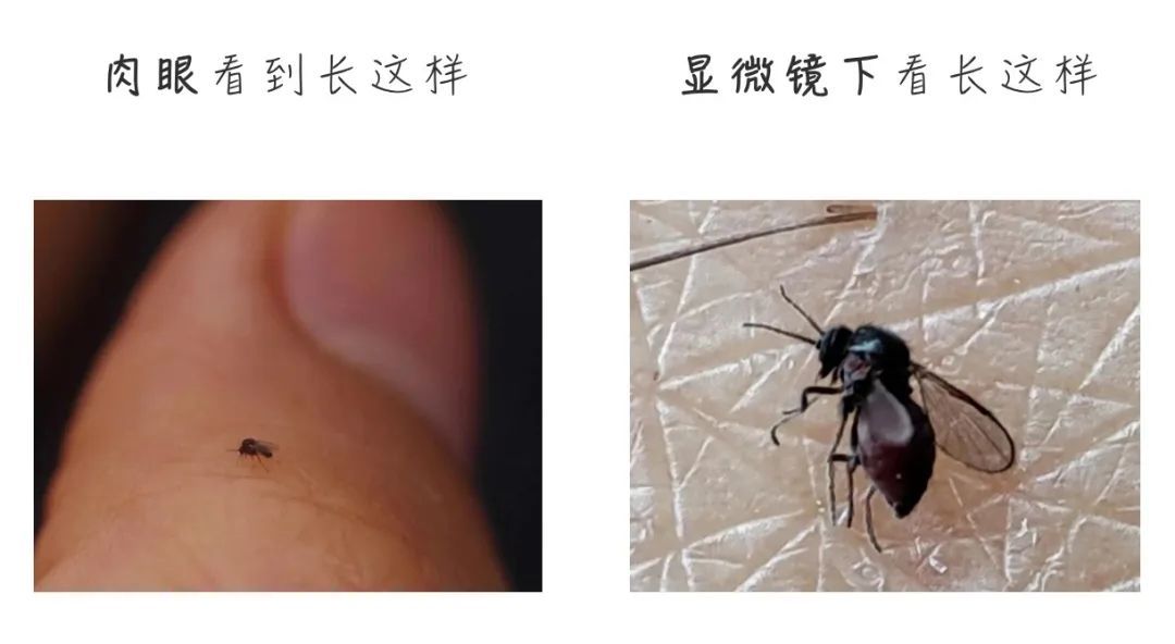 被咬后奇痒无比,长时间难以消退!多人中招 被咬后奇痒无比,长时间难以消退!多人中招