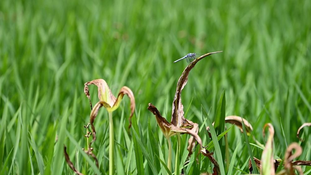 陕北好“江南” 水润南泥湾 陕北好“江南” 水润南泥湾