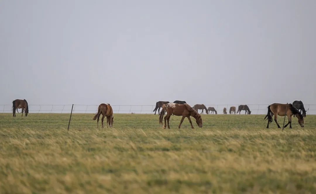 为什么是四子王旗？