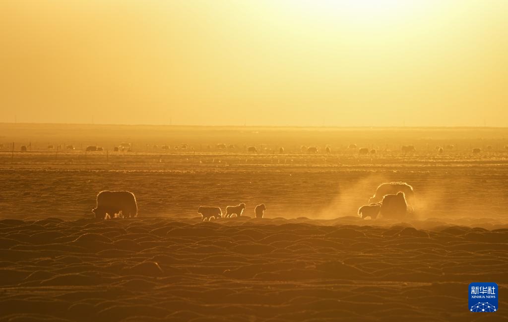 羌塘草原孕育“新希望” 羌塘草原孕育“新希望”