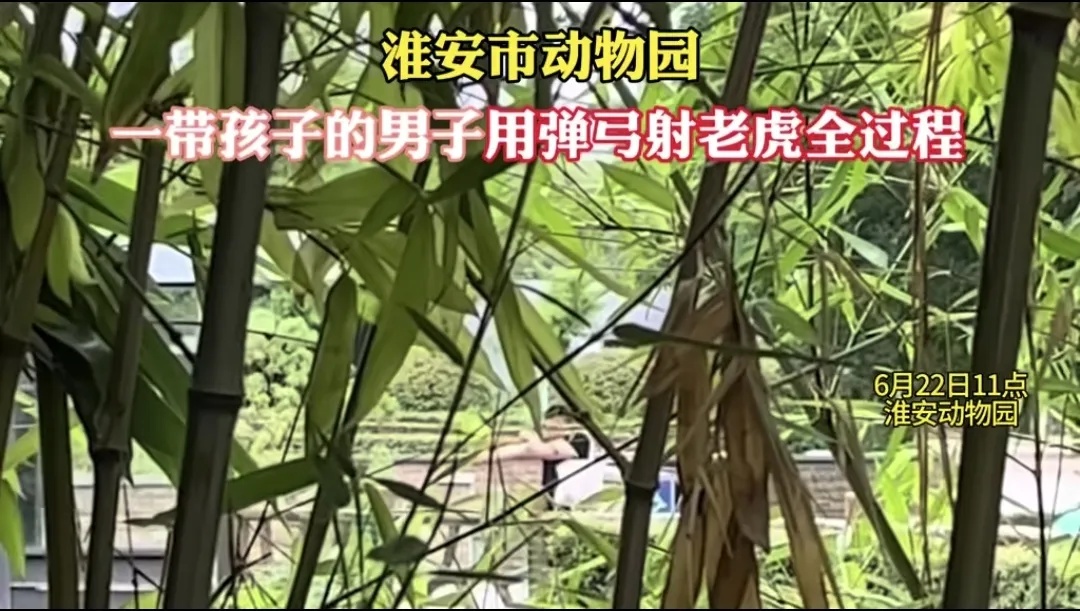 男子用弹弓射击老虎？动物园：已报警