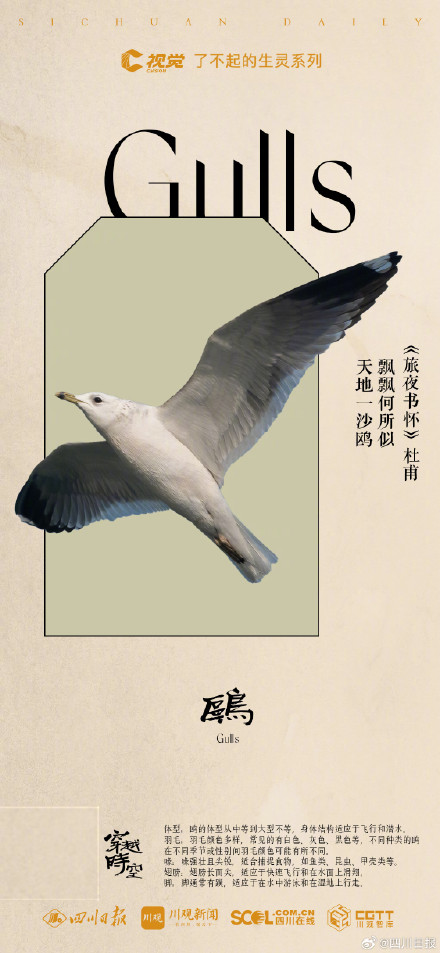 穿越时空！看古典诗词里的四川飞鸟