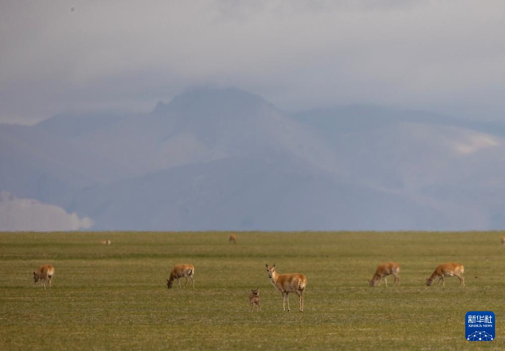 羌塘草原孕育“新希望” 羌塘草原孕育“新希望”