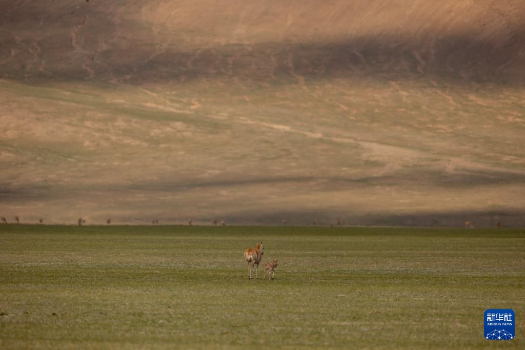 羌塘草原孕育“新希望” 羌塘草原孕育“新希望”