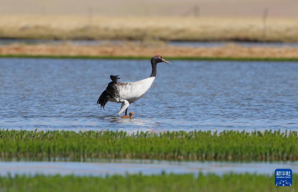 羌塘草原孕育“新希望” 羌塘草原孕育“新希望”