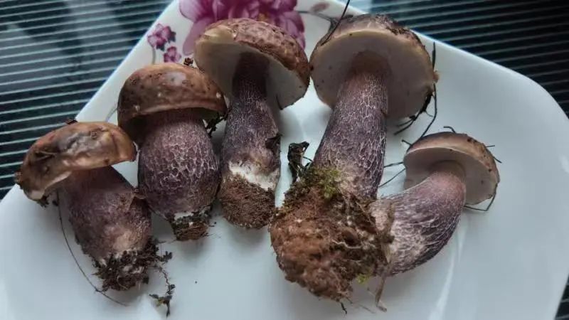 在昆明捡到的这种紫色菌子能吃吗?专家:可以! 在昆明捡到的这种紫色菌子能吃吗?专家:可以!