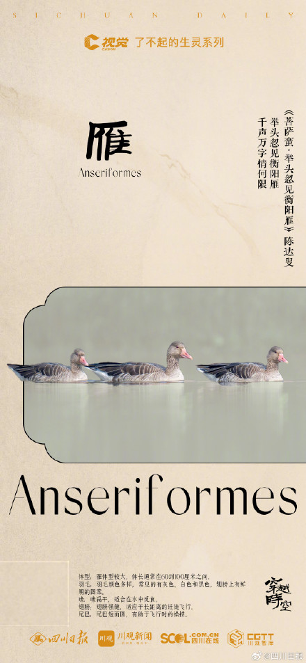 穿越时空！看古典诗词里的四川飞鸟