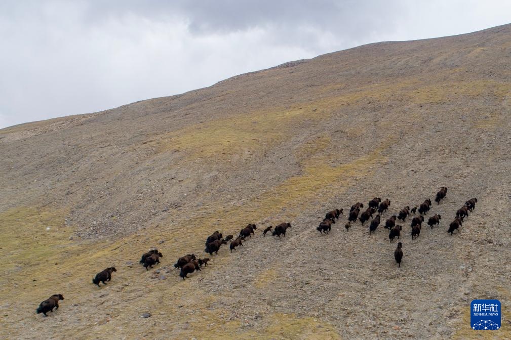 羌塘草原孕育“新希望” 羌塘草原孕育“新希望”