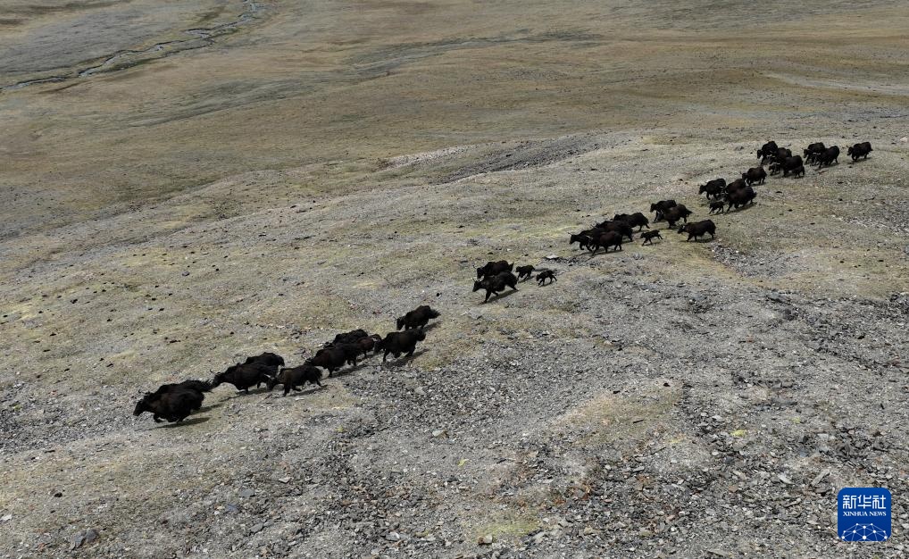 羌塘草原孕育“新希望” 羌塘草原孕育“新希望”