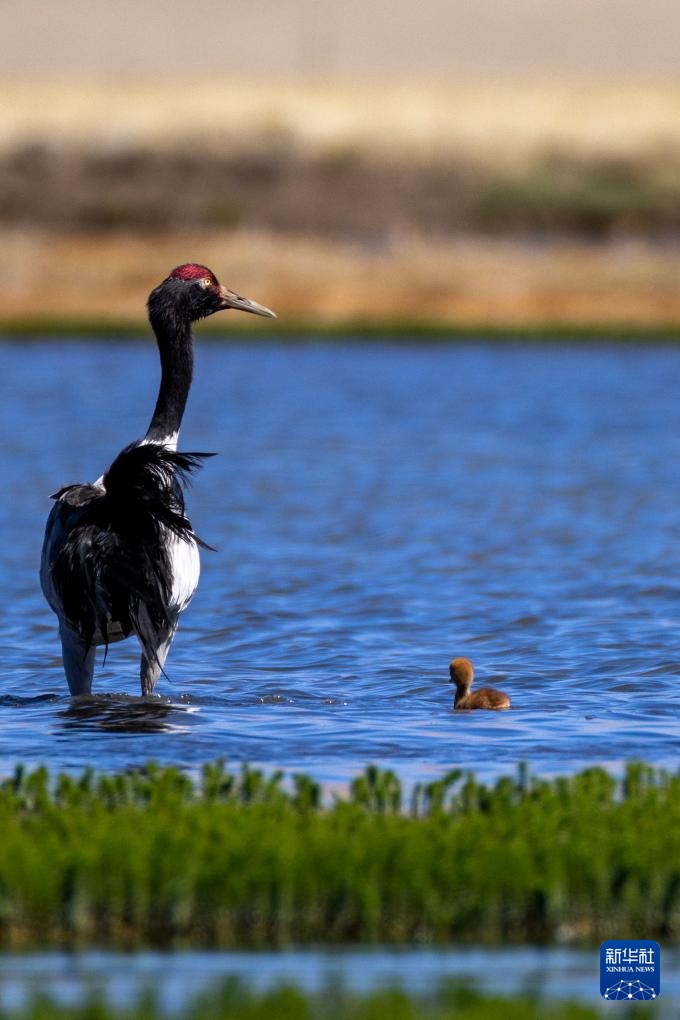 羌塘草原孕育“新希望” 羌塘草原孕育“新希望”