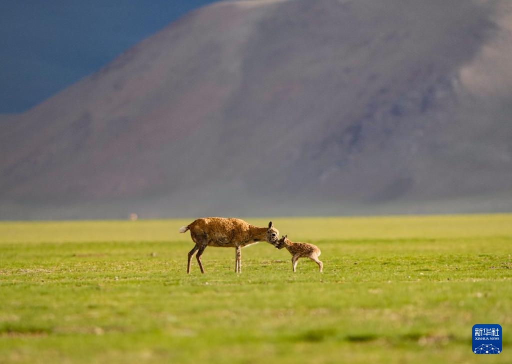 羌塘草原孕育“新希望” 羌塘草原孕育“新希望”