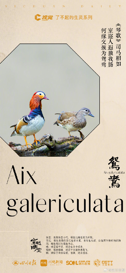 穿越时空！看古典诗词里的四川飞鸟