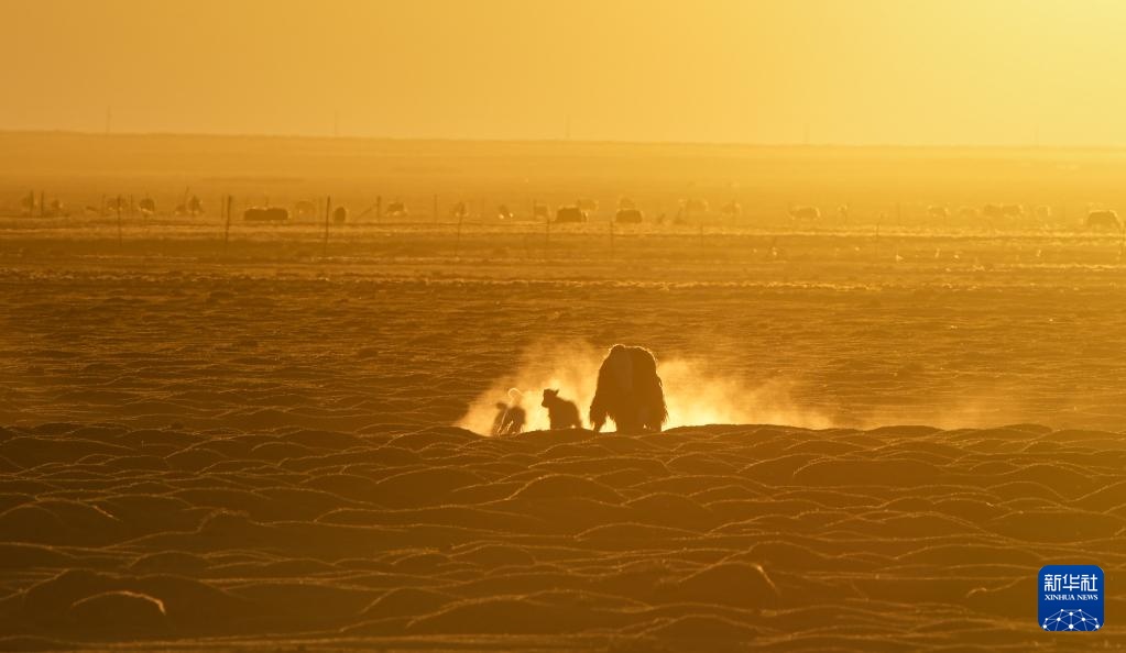 羌塘草原孕育“新希望” 羌塘草原孕育“新希望”