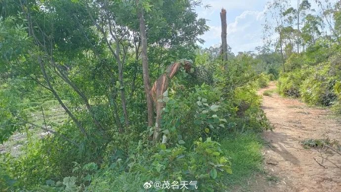 房顶被掀飞、树木折断！广东茂名确认出现EF1级龙卷风