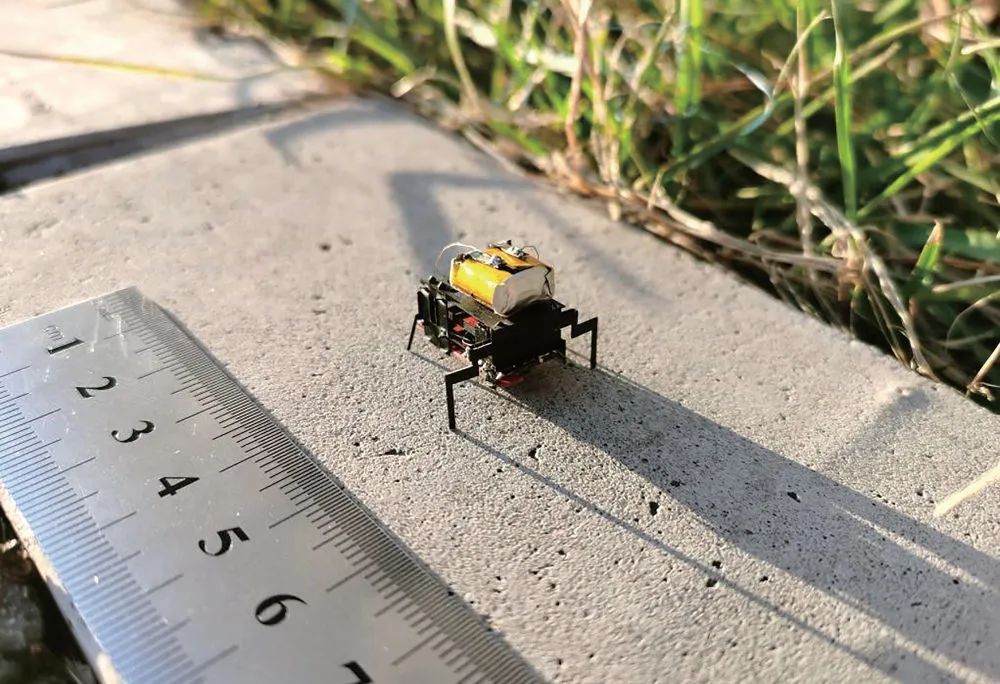 “虫子机器人”来了 “虫子机器人”来了