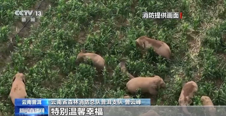 偶遇野生亚洲象“家庭聚餐” 悠闲带娃画面温馨又幸福
