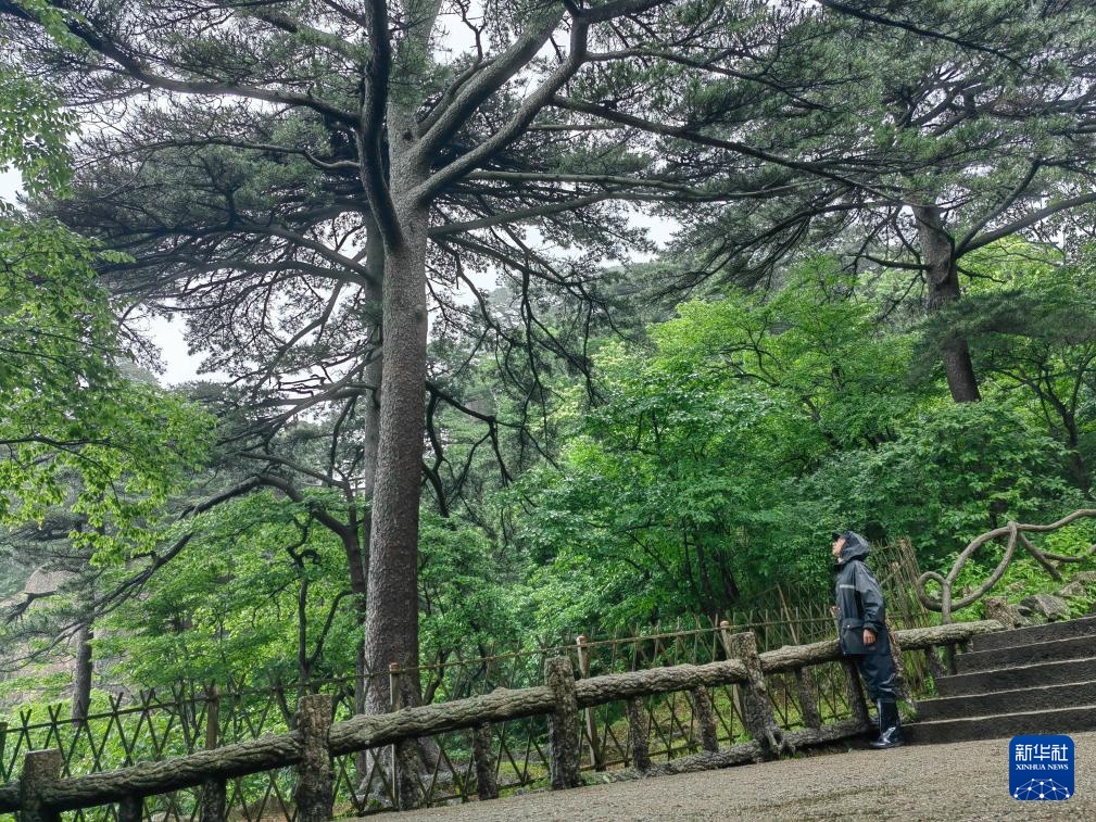 黄山之巅守护古树名木