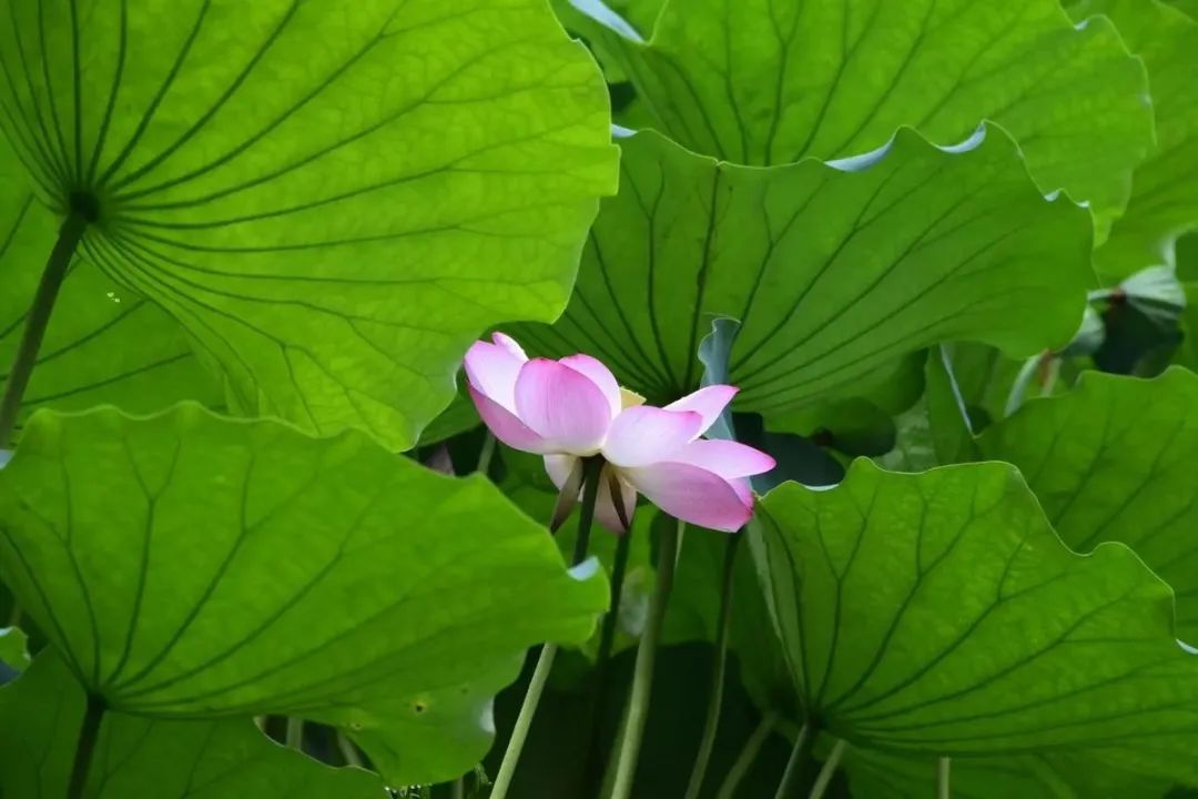 西安天气:雷阵雨与高温交替来袭,提前做好防护! 西安天气:雷阵雨与高温交替来袭,提前做好防护!