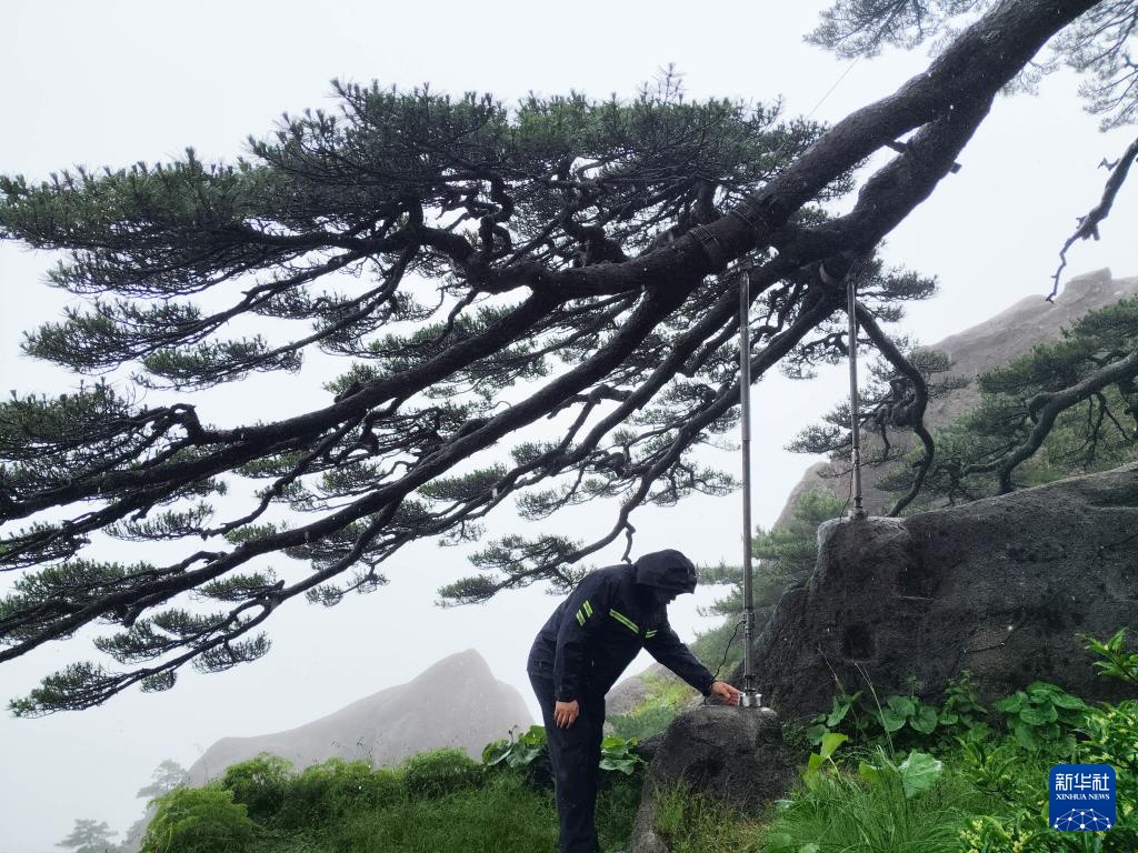 黄山之巅守护古树名木