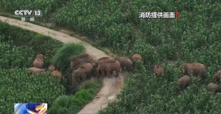 偶遇野生亚洲象“家庭聚餐” 悠闲带娃画面温馨又幸福