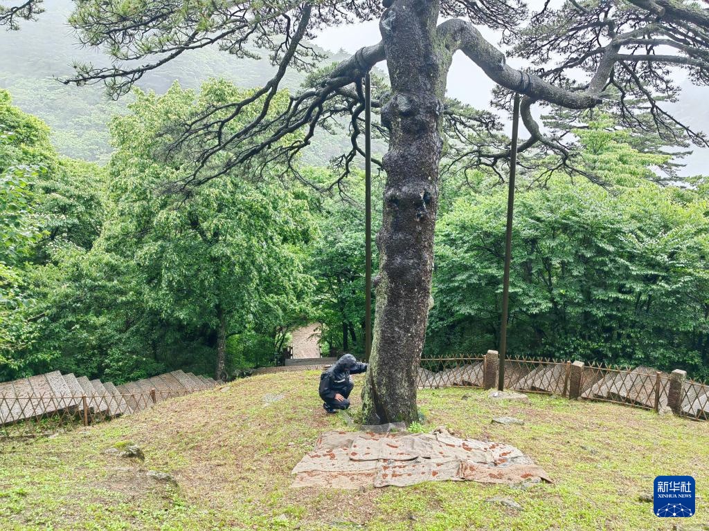 黄山之巅守护古树名木