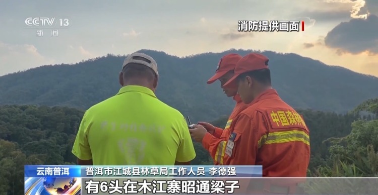 偶遇野生亚洲象“家庭聚餐” 悠闲带娃画面温馨又幸福