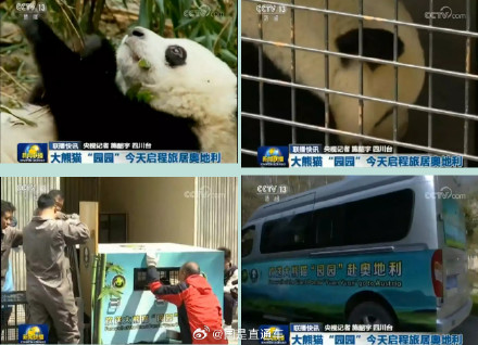 旅奥大熊猫园园和阳阳将于今年回国 旅奥大熊猫园园和阳阳将于今年回国