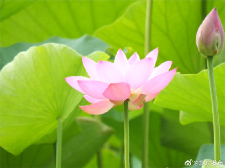 赏荷正当时！北京顺义这些公园荷花竞相绽放，快去打卡~