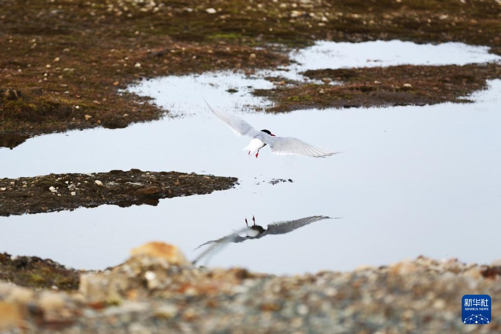 极昼下的地球最北小镇 极昼下的地球最北小镇