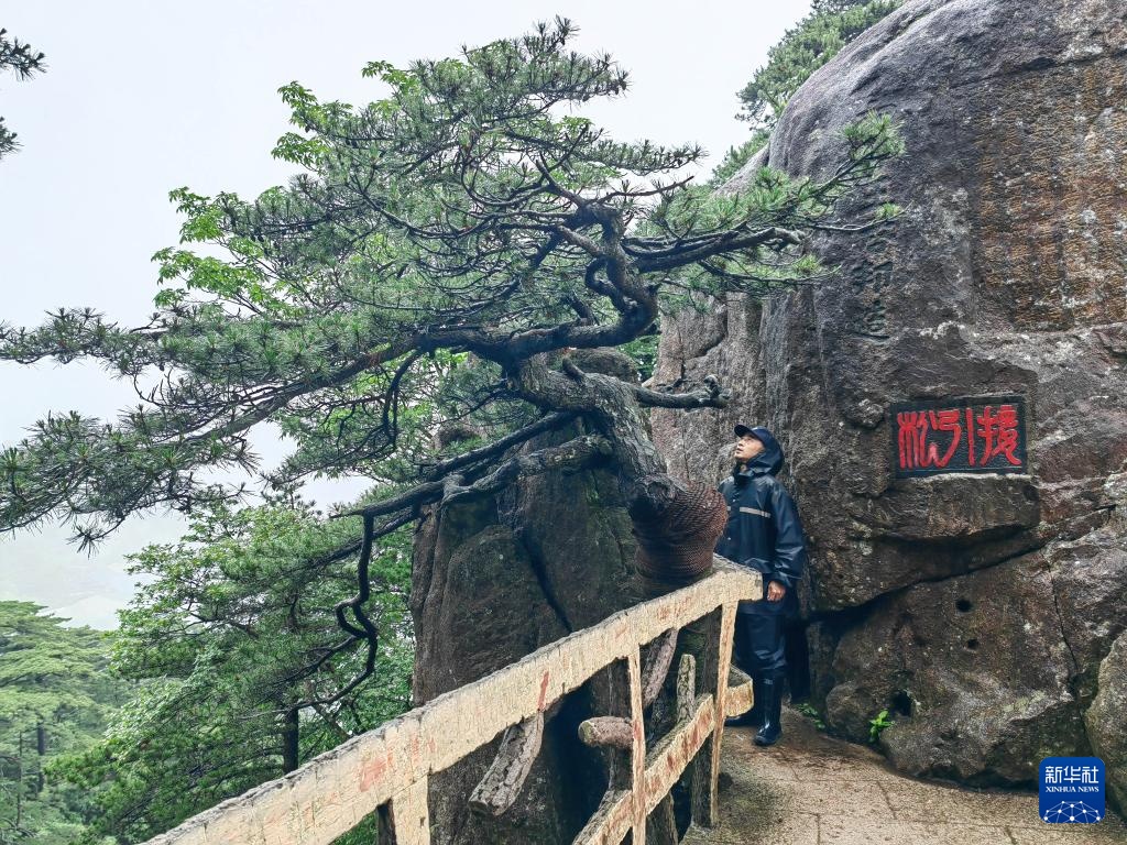 黄山之巅守护古树名木