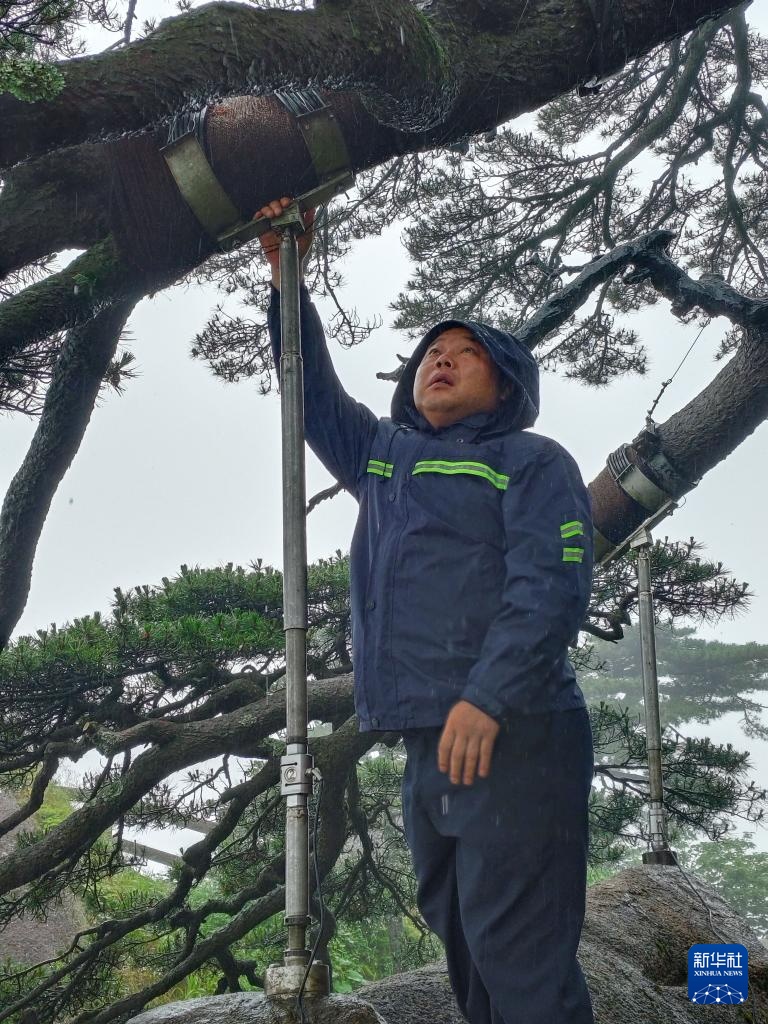 黄山之巅守护古树名木