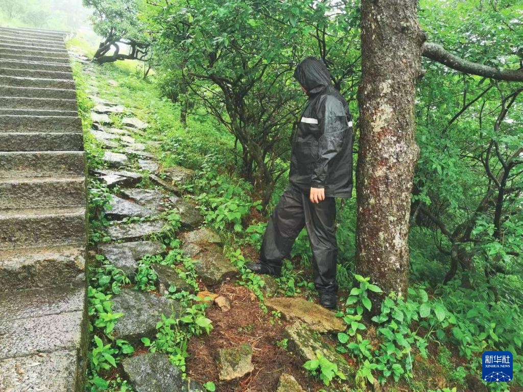 黄山之巅守护古树名木