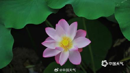 荷花与白塔同框 北京北海公园赏荷正当时