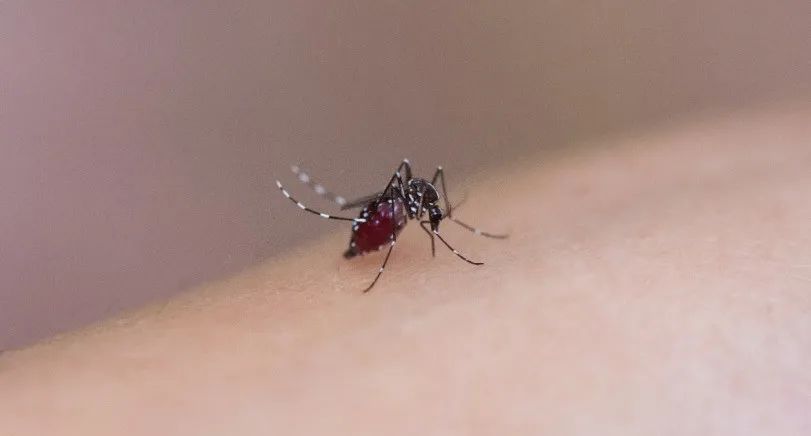 今年武汉蚊子比以往多？疾控专家回应