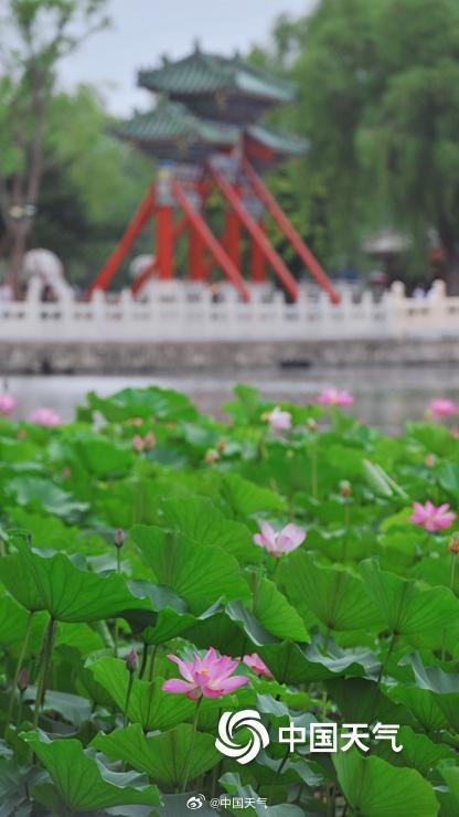 荷花与白塔同框 北京北海公园赏荷正当时