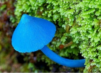 一家4口中毒送进ICU,1人不幸身亡!“致命鹅膏”有多毒? 一家4口中毒送进ICU,1人不幸身亡!“致命鹅膏”有多毒?