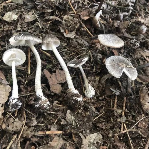 不要采!不要吃! 不要采!不要吃!