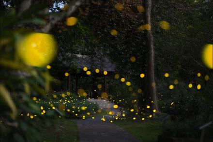 西双版纳观赏萤火虫如置身星空 西双版纳观赏萤火虫如置身星空