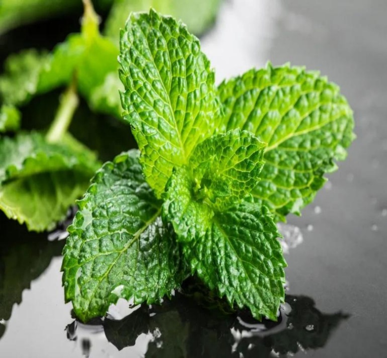 夏日就该喝三叶茶,清热解暑、生津止渴,看完赶紧收藏! 夏日就该喝三叶茶,清热解暑、生津止渴,看完赶紧收藏!