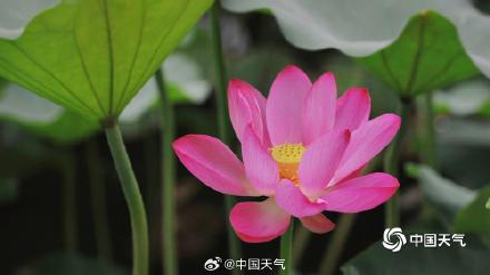 荷花与白塔同框 北京北海公园赏荷正当时