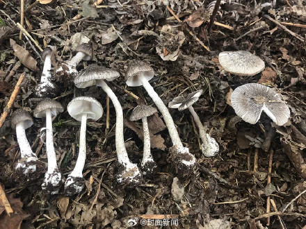 一家4口疑误食鹅膏菌中毒 一人身亡